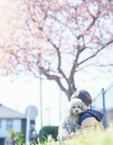 「いぬのこと。」「ねこのこと。」「どうぶつのこと。」／株式会社Insityが 「いぬのこと。」など3メディアの運営をWander to Wonder株式会社より事業譲渡