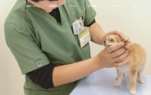 株式会社Insityが動物病院様の認知度向上・ブランディングに特化した【動物病院専門】HP制作サービスをスタート！